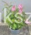 Budleja Dawida Butterfly Candy little pink c5