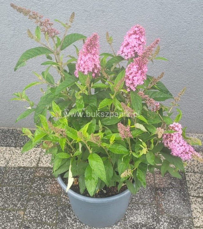 Budleja Dawida Butterfly Candy little pink c5
