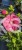 Hibiskus bagienny, bylinowy Summerific 'Berry Awesome- Hibiscus Summerific