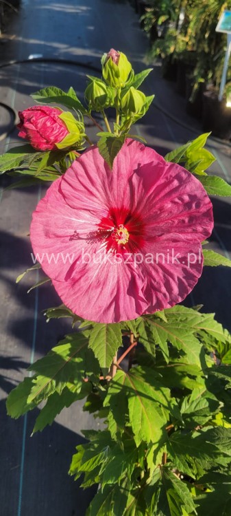 Hibiskus bagienny, bylinowy Summerific 'Berry Awesome- Hibiscus Summerific