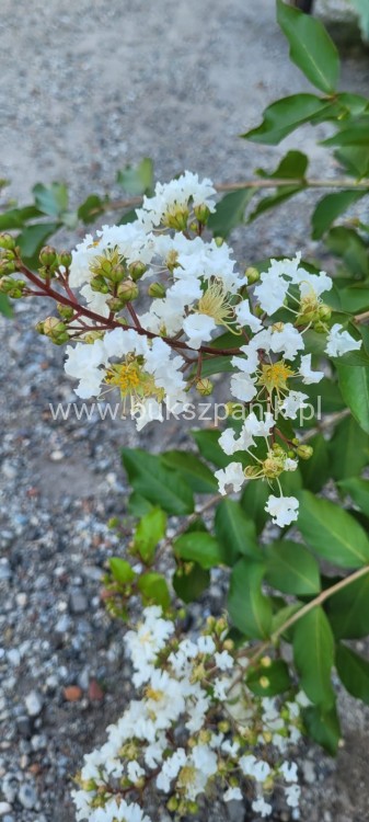 Lagerstromia kwiaty białe- Lagerstroemia indica