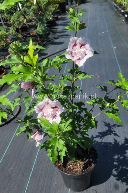 Hibiskus syryjski Ketmia Starburst Chiffon