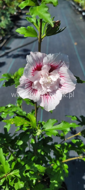Hibiskus syryjski Ketmia Starburst Chiffon