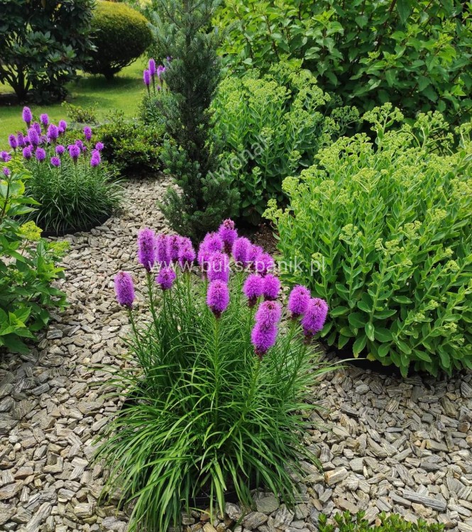 Liatra kłosowa 'Kobold'- Liatris spicata