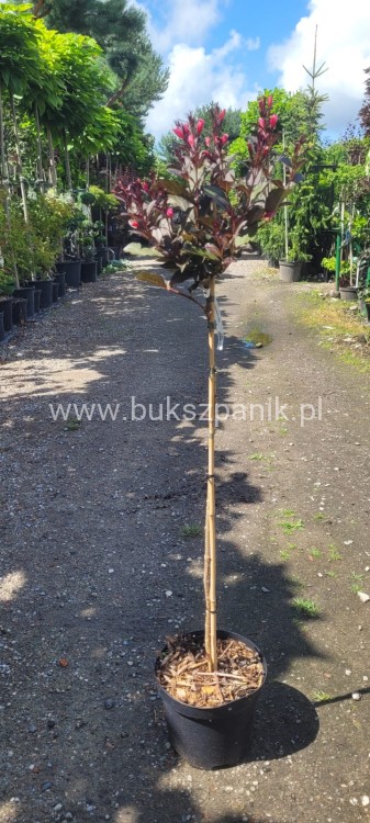 Krzewuszka Cudowna PA - Weigela florida WINE &Roses ALepxandra PBR