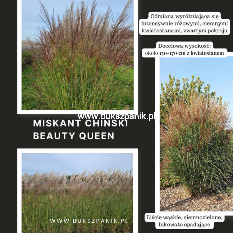 Miskant chiński - Beauty Queen- Miscanthus sinensis 5l