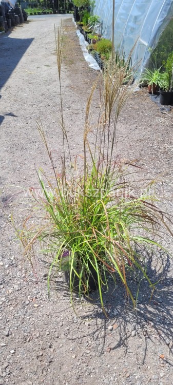 Miskant Chiński SENORITA - C5l- Miscanthus sinensis