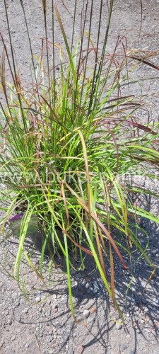 Miskant Chiński SENORITA - C5l- Miscanthus sinensis