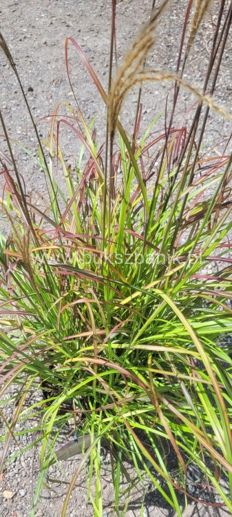 Miskant Chiński SENORITA - C5l- Miscanthus sinensis