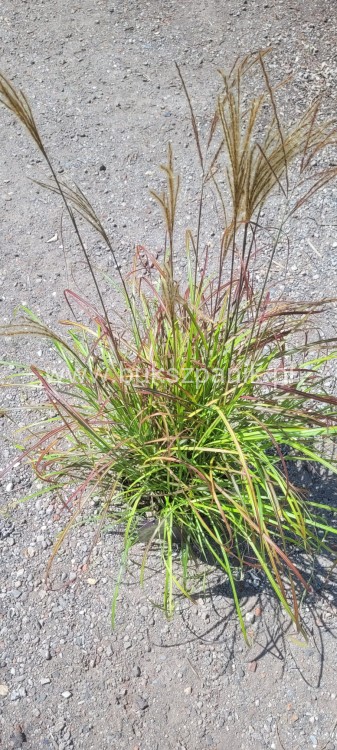 Miskant Chiński SENORITA - C5l- Miscanthus sinensis