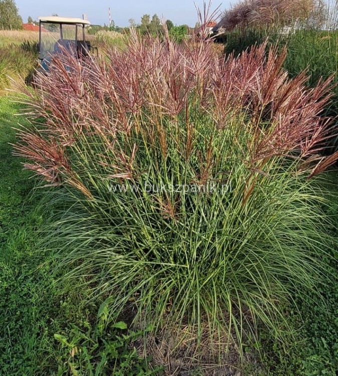 Miskant chiński Red Chief - Miscanthus sinensis Red Chief