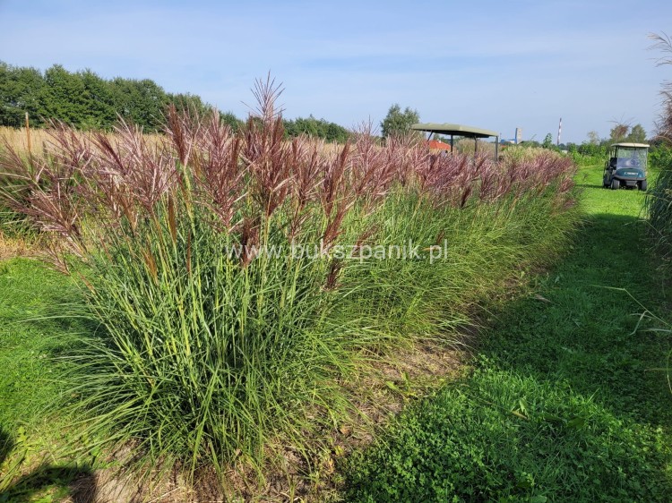 Miskant chiński Red Chief - Miscanthus sinensis Red Chief