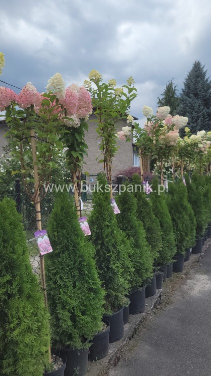 Hortensja bukietowa VANILLE FRAISE- Hydrangea paniculata PA80, c10l