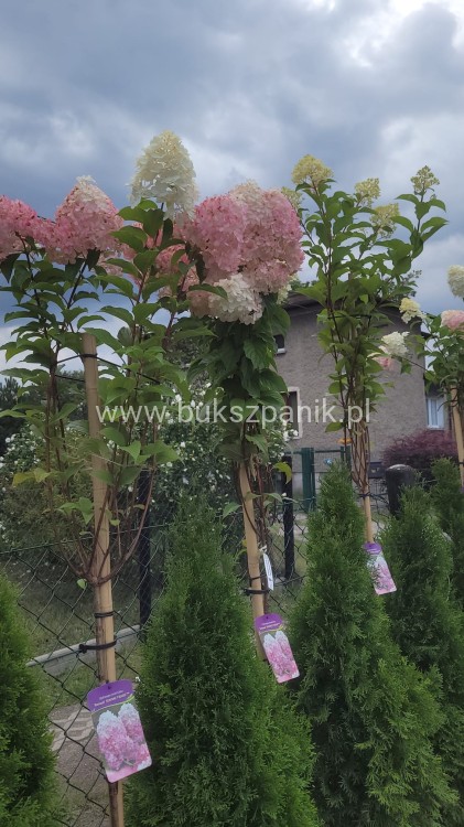 Hortensja bukietowa VANILLE FRAISE- Hydrangea paniculata PA80, c10l