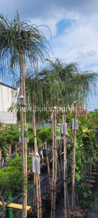 Żywotnik olbrzymi Whipcord - Thuja plicata na PNIU PA 160-200cm
