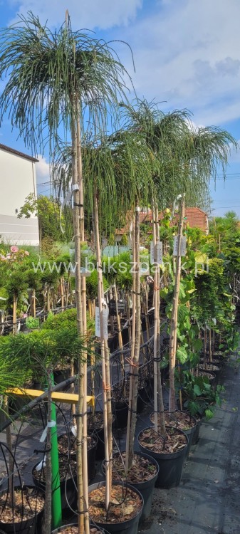 Żywotnik olbrzymi Whipcord - Thuja plicata na PNIU PA 160-200cm