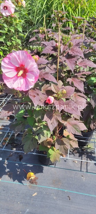 Hibiskus bylinowy/ bagienny SUMMERIFIC PERFECT STORM Hibiscus