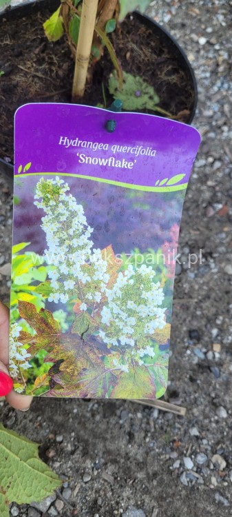 Hortensja dębolistna Snowflake - Hydrangea Quercifolia