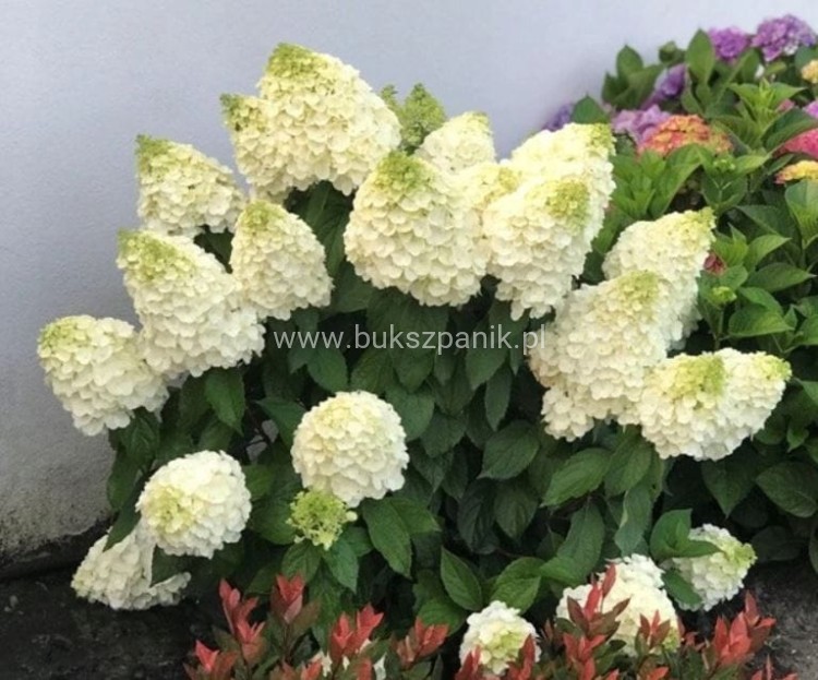 Hortensja bukietowa 'Magical Mont Blanc' Hydrangea paniculata