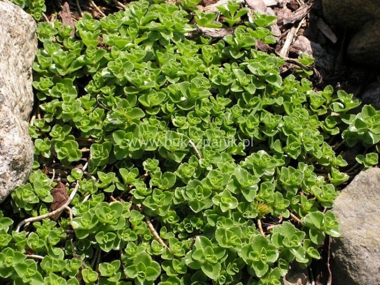 Rozchodnik kaukaski superbum