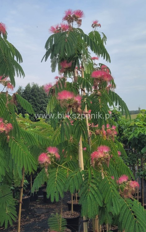 Albicja jedwabista OMBRELLA - Albizia julibrissin