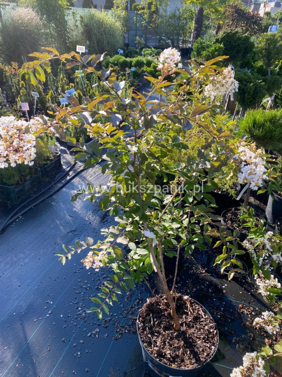 Lagerstromia kwiaty białe- Lagerstroemia indica