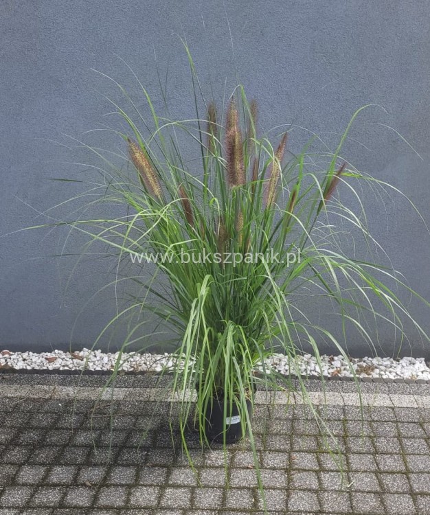 Piórkówka/Rozplenica japońska 'Black Beauty' Pennisetum alopecuroides
