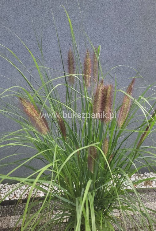 Piórkówka/Rozplenica japońska 'Black Beauty' Pennisetum alopecuroides