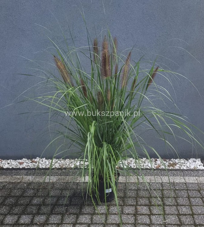 Piórkówka/Rozplenica japońska 'Black Beauty' Pennisetum alopecuroides