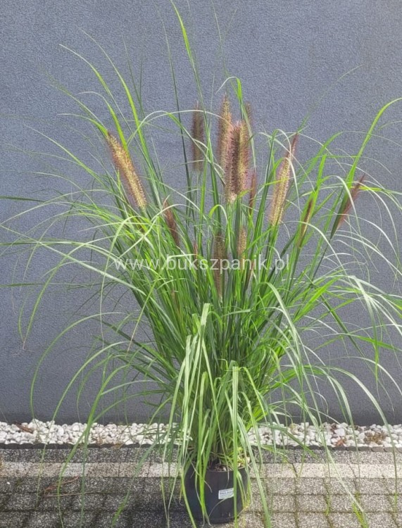 Piórkówka/Rozplenica japońska 'Black Beauty' Pennisetum alopecuroides