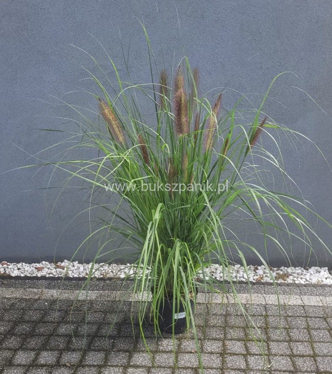 Piórkówka/Rozplenica japońska 'Black Beauty' Pennisetum alopecuroides