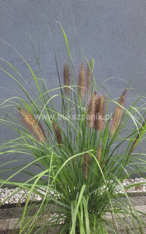 Piórkówka/Rozplenica japońska 'Black Beauty' Pennisetum alopecuroides