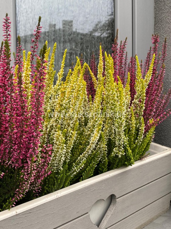 Wrzos- Calluna vulgaris