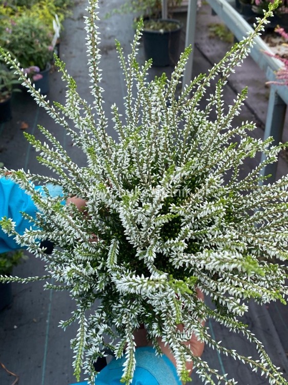 Wrzos- Calluna vulgaris
