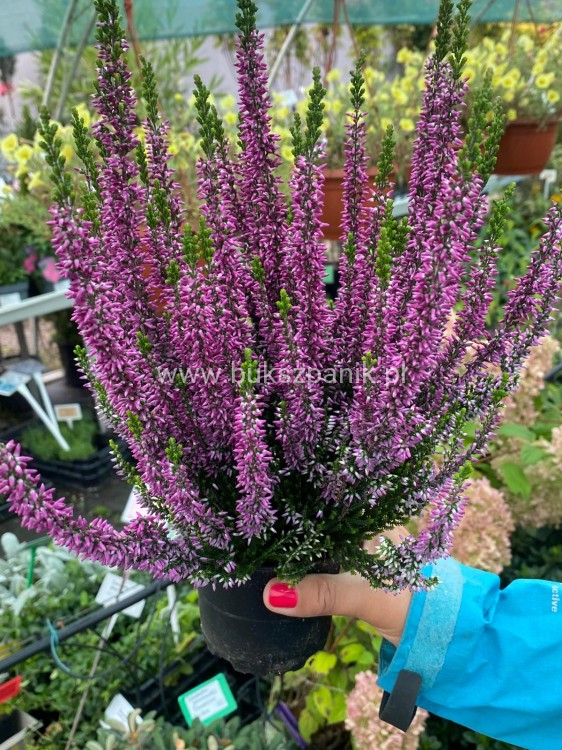 Wrzos- Calluna vulgaris