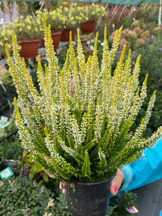 Wrzos- Calluna vulgaris