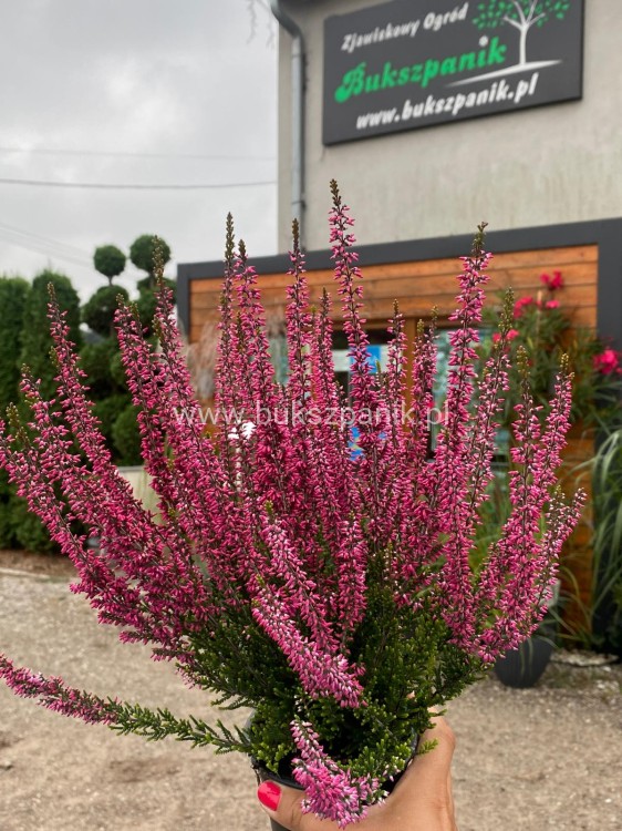Wrzos- Calluna vulgaris