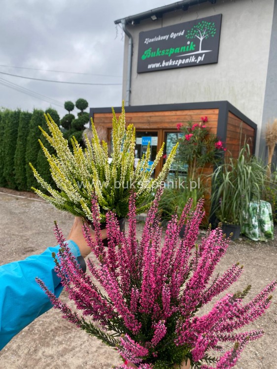 Wrzos- Calluna vulgaris