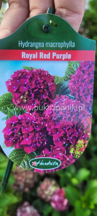Hortensja ogrodowa Premium Royal Red Purple- Hydrangea macrophylla