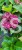 Hortensja ogrodowa Premium Royal Red Purple- Hydrangea macrophylla