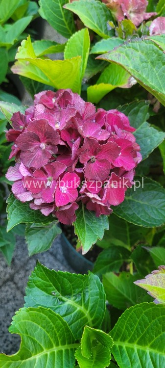 Hortensja ogrodowa Premium Royal Red Purple- Hydrangea macrophylla