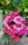 Hortensja ogrodowa Premium Royal Red Purple- Hydrangea macrophylla