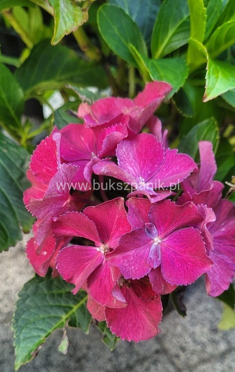Hortensja ogrodowa Premium Royal Red Purple- Hydrangea macrophylla