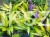 Hosta 'Lipstick Kiss'- funkia
