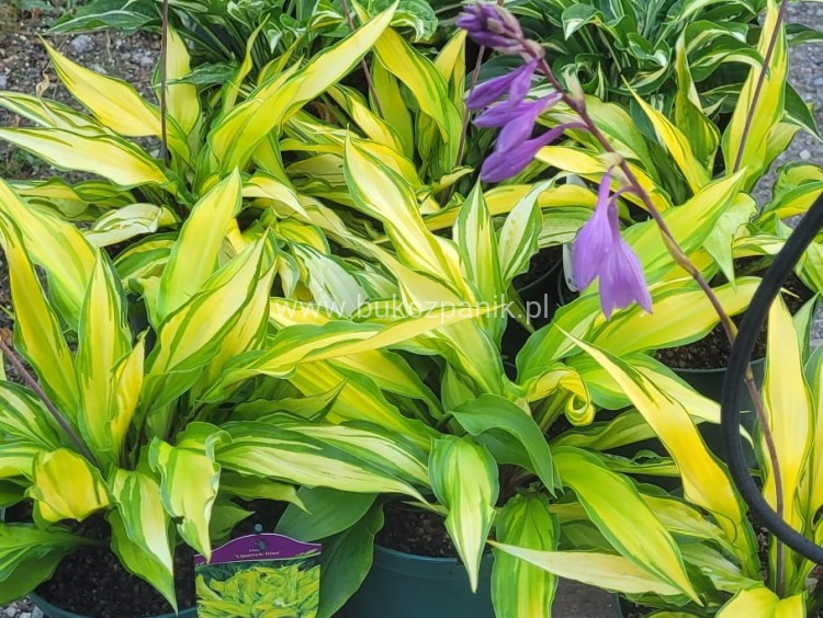 Hosta 'Lipstick Kiss'- funkia
