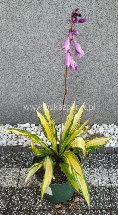 Hosta 'Lipstick Kiss'- funkia