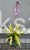 Hosta 'Lipstick Kiss' - funkia