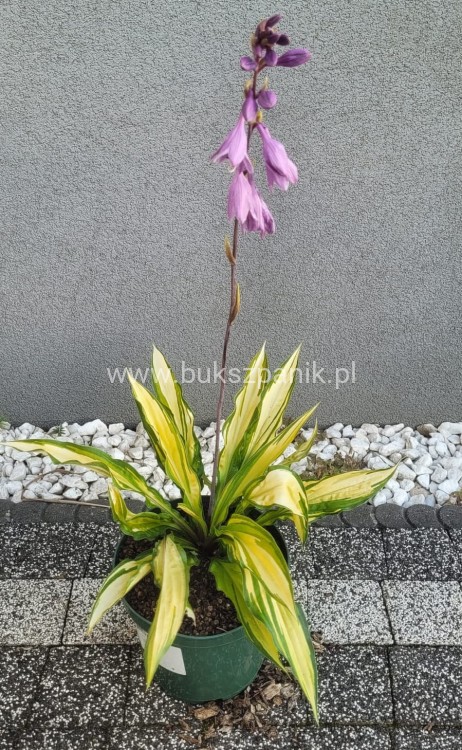 Hosta 'Lipstick Kiss' - funkia