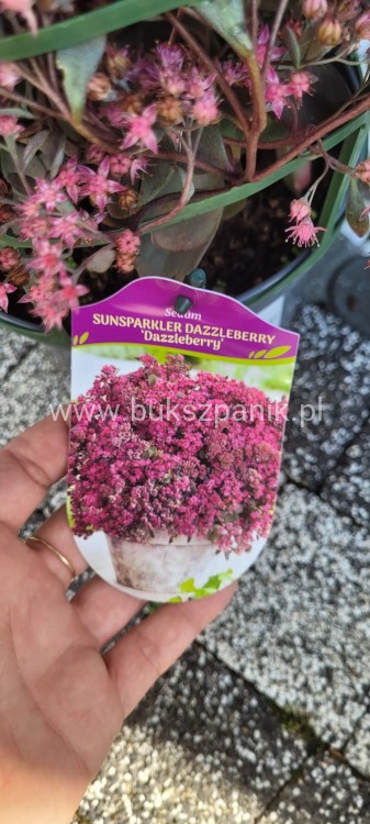 Rozchodnik 'Sunsparkler Dazzleberry' Sedum
