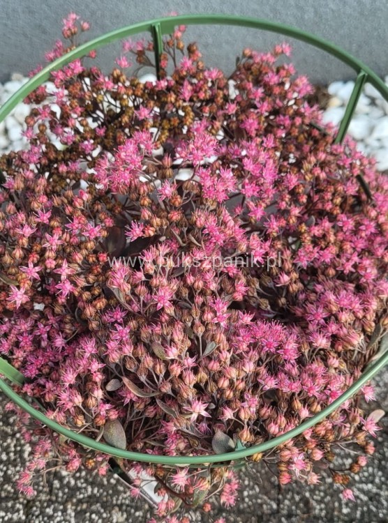 Rozchodnik 'Sunsparkler Dazzleberry' Sedum